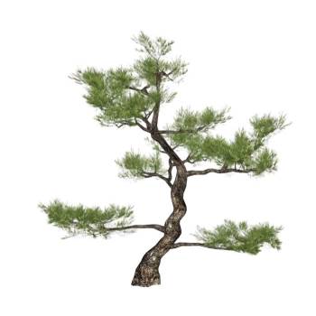 迎客松树景观SU模型 SU模型下载