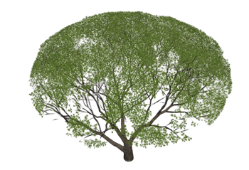 [景观]圆球形乔木冬青 SU模型网