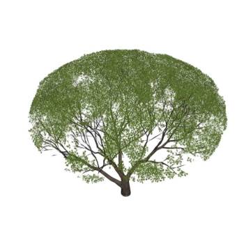 圆球形乔木冬青景观SU模型 SU模型下载