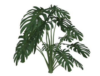 [植物]龟背竹观赏绿植 草图大师 SketchUp模型截图 3D设计素材预览