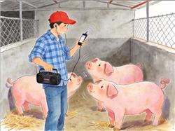 水彩画:95后养猪人放DJ音乐给猪听