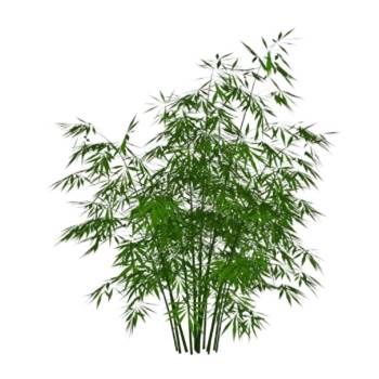 竹子竹林植物SU模型 SU模型下载
