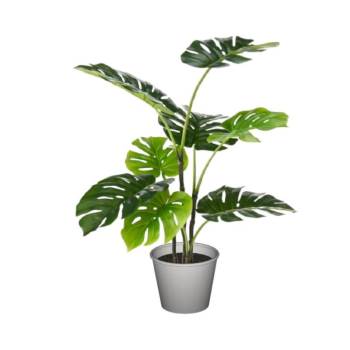 龟背竹花盆植物SU模型 SU模型下载