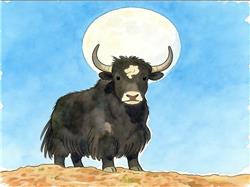 水彩画:网友偶然拍到“牦牛头顶明月”