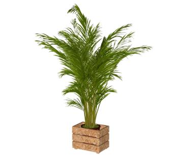 [植物]棕榈科花盆 SU免费素材库