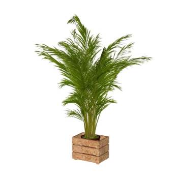 棕榈科花盆植物SU模型 SU模型下载