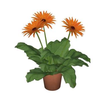 盆栽非洲菊花盆植物SU模型 SU模型下载