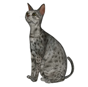 [动物]现代宠物猫 su模型