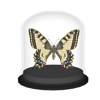 蝴蝶标本装饰摆件装饰SU模型 SU模型下载