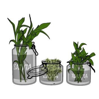 透明玻璃罐植物装饰SU模型 SU模型下载