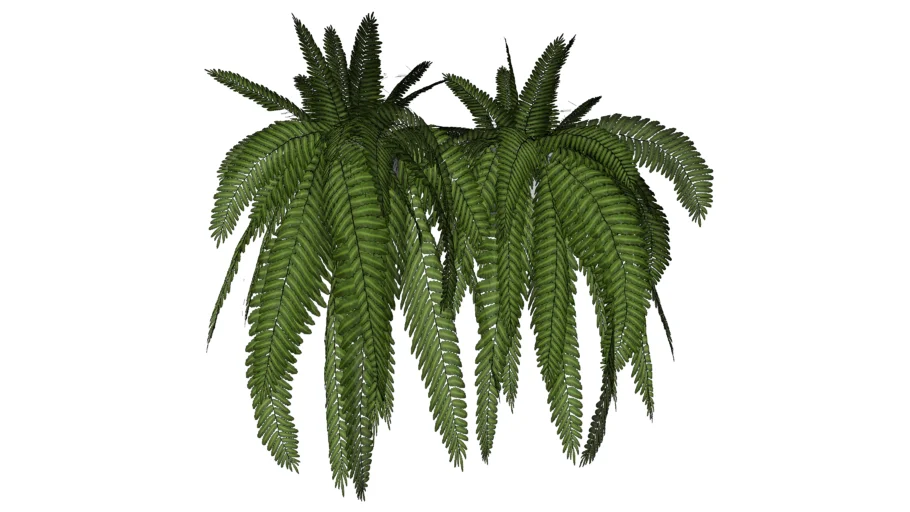 蕨类植物花盆植物SU模型 SU模型下载