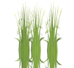 水下景观水草组合SU模型 - SU模型免费下载_sketchup模型