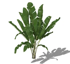 热带芭蕉树SU模型模型 - SU模型免费下载_sketchup模型