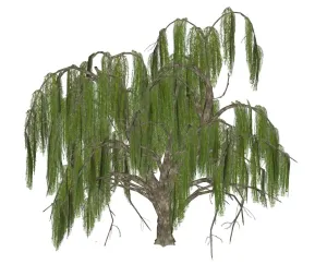 景观垂柳树SU模型 SU模型下载