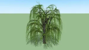 景观垂柳树的SU模型 - SU模型免费下载_sketchup模型