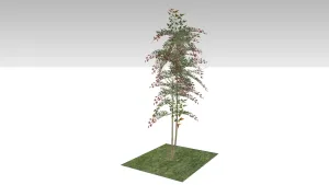 南天竹SU模型 - SU模型免费下载_sketchup模型