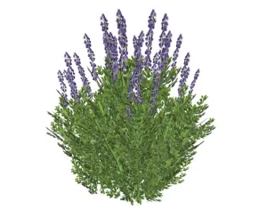 SU 薰衣草景观植物SU模型 SU模型免费下载