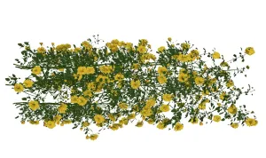 黄色爬藤蔓藤花卉SU模型 SU模型下载