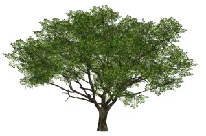 阔叶乔木景观大树SU模型 SU模型下载