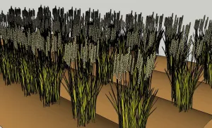 高粱麦穗农作物SU模型 - SU模型免费下载_sketchup模型