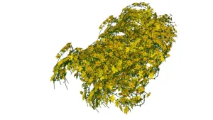 垂吊迎春花藤SU模型 - SU模型免费下载_sketchup模型