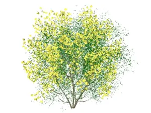 黄花观花灌木花丛SU模型 - SU模型免费下载_sketchup模型