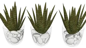 桌面植物芦荟盆栽SU模型 SU模型下载