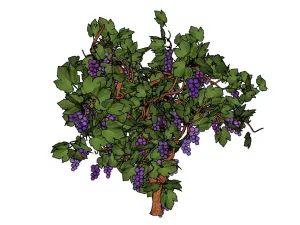 葡萄藤果树SU模型 SU模型下载